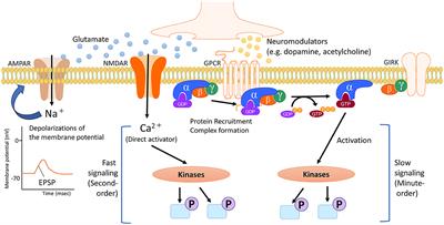 Neuromodulator regulation and emotions: insights from the crosstalk of cell signaling